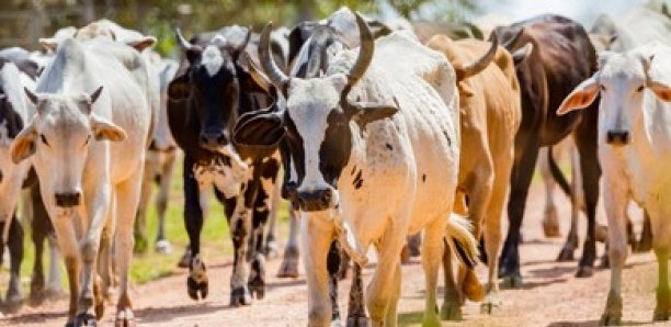 VOL DE BÉTAIL : UNE MENACE POUR LA SÉCURITÉ ALIMENTAIRE ET LES MOYENS D’EXISTENCE PASTORAUX AU SAHEL.