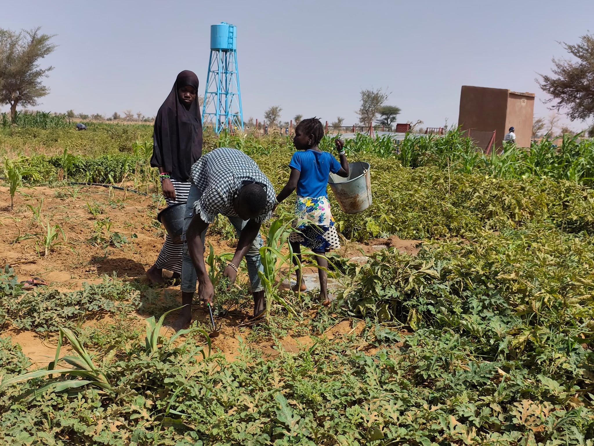 DE L’EAU POUR DÉVELOPPER À LA FOIS LE MARAICHAGE ET L’INCLUSION SOCIALE ENTRE RÉFUGIÉS ET COMMUNAUTÉS HÔTES A KORO.
