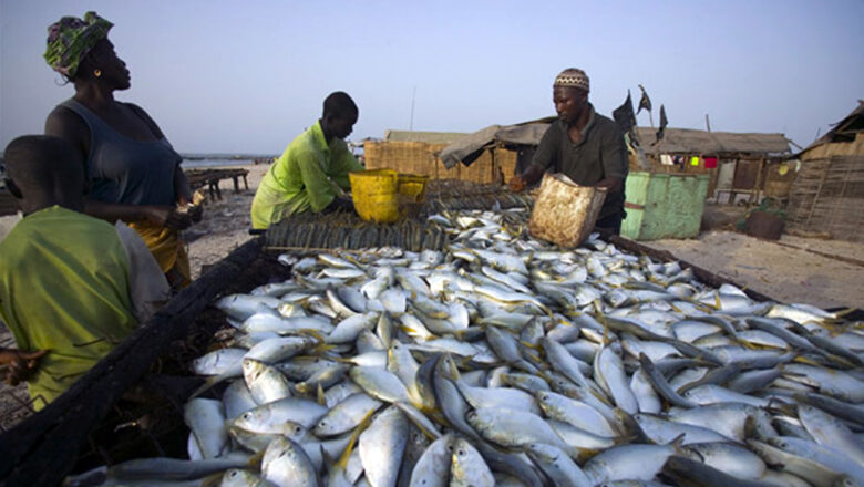 LA PÊCHE ET L’AQUACULTURE AU MALI:  VITALISER UN CADRE DE CONCERTATION INCLUSIF ET TRANSFORMATEUR.