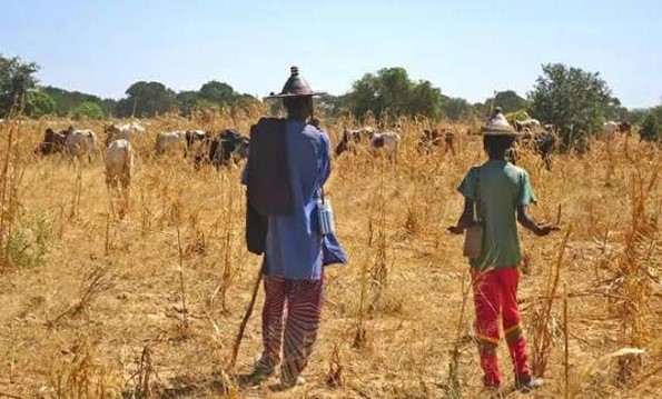 DÉGRADATION DES RESSOURCES PASTORALES AU MALI :  ACTION CONTRE LA FAIM TIRE SUR LA SONNETTE D’ALARME.